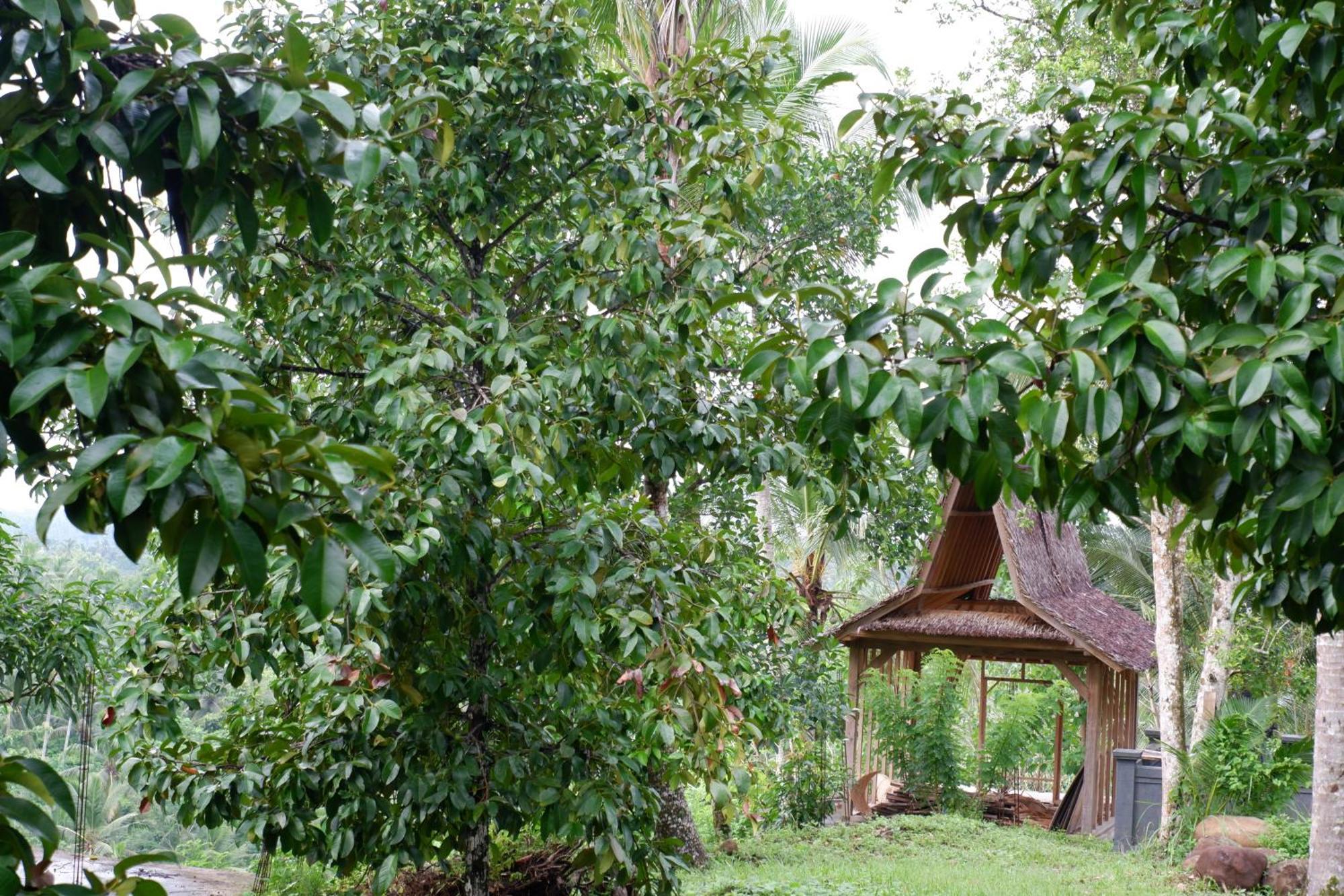 Aum Resort Pulukan Luaran gambar